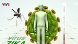 Virus Zika ở Brazil tương đồng với virus Zika ở châu Á