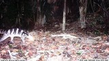 Loài cầy cực hiếm tưởng tuyệt chủng bỗng xuất hiện ở Huế