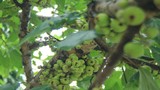 Mãn nhãn cây sung quả mọc chi chít cạnh hồ Thủ Lệ - Hà Nội