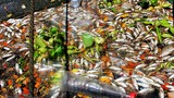 Cá chết nổi trắng sông Phú Lộc ở Đà Nẵng