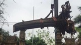 Đại gia gỗ Đồng Kỵ nói về tin đồn “lót tay” mua cây sưa 200 tuổi