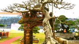 Ngắm cây sanh dáng “hồn quê đất Việt” giá hơn 2 tỷ
