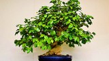 Cây cảnh Tết 2018: Rộ mốt mua bonsai trà xanh siêu độc