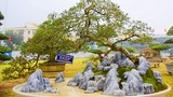 Kịch độc bonsai ổi tàu nghìn trái 500 triệu không bán