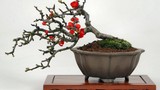 Chán đào “khủng”, dân Hà Thành săn lùng đào bonsai 2 gang tay