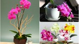 Ngắm hoa lan bonsai mini siêu đẹp trang trí nhà dịp Tết 