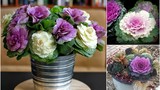 Bonsai hoa bắp cải đẹp mê mẩn: Sang nhà mà độc đáo
