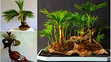 Chiêm ngưỡng những chậu dừa bonsai "không thể dị hơn"