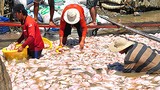 Công bố nguyên nhân ban đầu 1.500 tấn cá chết nổi trắng sông La Ngà