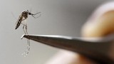 29% bà bầu nhiễm virus Zika có con bị dị tật bẩm sinh