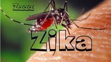 Bộ Y tế lập 4 đội phòng chống virus Zika