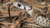 Lưỡi rắn "thụt thò" có tác dụng gì?