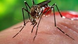 Bộ Y tế gửi công điện khẩn phòng chống virus Zika