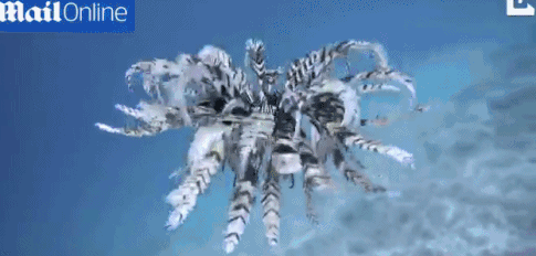 Huệ biển - loài động vật kỳ lạ bậc nhất dưới đáy đại dương
