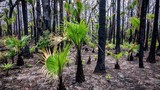 Giải mã phản ứng của thực vật bản địa trước biến đổi khí hậu