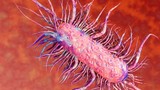 Vi khuẩn “ăn thịt người” nguy hiểm hơn với người mắc bệnh mãn tính