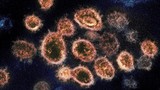 Virus gây bệnh COVID-19 ở Hải Dương là chủng gì?