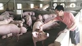 Giá lợn hơi hôm nay 25/10: Đi ngang, dao động trong khoảng 60.000 - 77.000 đồng/kg