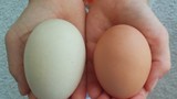 Giải mã vì sao trứng vịt bổ dưỡng hơn trứng gà