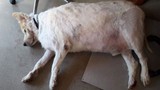 Chú chó béo nhất Anh quốc nặng 101kg “lột xác” đáng kinh ngạc