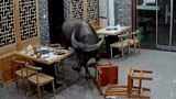 Trâu điên trốn thoát từ lò mổ, xông vào nhà hàng "trả thù" thực khách