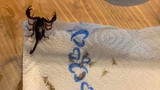 Hoảng hồn phát hiện 18 con bọ cạp sống trong vali du lịch