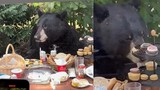Gấu đen phá tiệc sinh nhật bé trai 2 tuổi để cướp đồ ăn