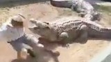 Cá sấu 5m tấn công người trông coi vườn thú trước mặt du khách