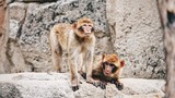 Ngôi làng kỳ lạ “ưu ái” cho bầy khỉ đứng tên trong sổ đỏ