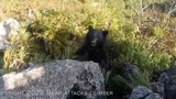 Bị gấu tấn công khi leo núi, người đàn ông tay không đánh trả