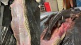 Mổ bụng trăn khổng lồ, phát hiện con cá sấu dài 1,5m