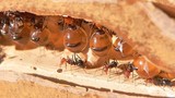  Honeypot - loài kiến sản xuất mật duy nhất trên thế giới