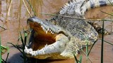 Thanh niên 19 tuổi dũng cảm bẻ hàm cá sấu cứu em gái