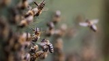 Cặp vợ chồng già nguy kịch vì bị đàn ong 10.000 con tấn công