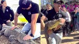 Bị bắt trộm 20 năm trước, con cá sấu được đem trả sở thú