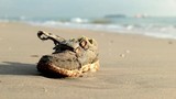 Bí ẩn chiếc giày có bàn chân bên trong dạt vào bãi biển