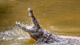 Khoảnh khắc sinh tử khi người đàn ông Australia chiến đấu với cá sấu