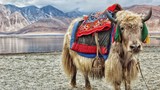 Cô gái Tây Tạng được bố mẹ tặng 100 con bò làm của hồi môn