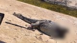 Cảnh cá sấu bị chặt đầu, vứt xác trên bãi biển gây phẫn nộ