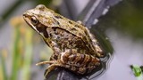 Ba con ếch có thể bị trục xuất khỏi Pháp vì tiếng ồn