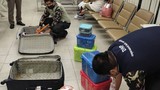 Người phụ nữ bị bắt vì giấu hơn 20 con rắn trong vali