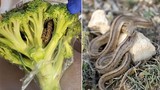 Khách hàng phát hiện con rắn trong cây súp lơ mua từ siêu thị