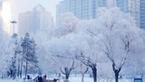 Choáng ngợp cảnh sương muối phủ trắng Cáp Nhĩ Tân mùa đông
