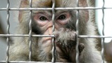 Trung Quốc tạo ra khỉ mang gen não người: Điều gì xảy ra?