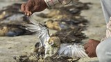Ly kỳ cái chết bí ẩn, thương tâm của 5000 con chim