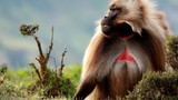 Loài khỉ lạ kỳ có “trái tim” rỉ máu, "đỏ rực" khi muốn "yêu"