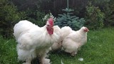 Gần nửa triệu đồng 1 con gà “khổng lồ” mới nở, mua phải đặt trước