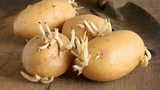 Ăn khoai tây mọc mầm sẽ gây ngộ độc chết người? 