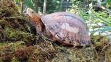 Xót xa ba loài rùa ở Việt Nam cảnh báo nguy cơ tuyệt diệt