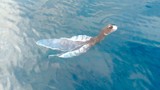 Đồn đoán sinh vật lạ ở Phú Quý là cá cảnh báo sóng thần: Gặp thường xuyên
